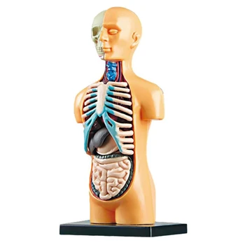 3D Izmenljive Anatomski Človeškega Trupa Telesa Model Za Izobraževanje Igrača Človeško Telo Struktura Poučevanja Za Otroka, Otrok, Študentov Slike
